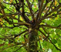 Platanus hispanica 'Alphen's Globe'