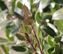 Ilex Alt Camelliifolia