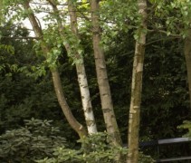 meerstammige Betula pendula 