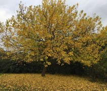 Morus alba 
