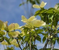 Cornus x rutban 'Aurora' - Kornoelje 'Aurora' - 1