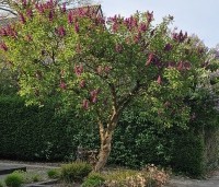 Syringa vulgaris 'Charles Joly' - Gewone syring - 3