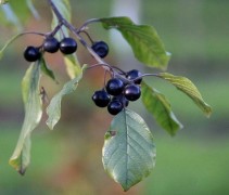 Frangula alnus