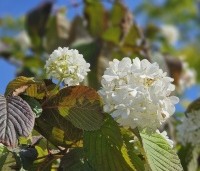 Viburnum plicatum 'Popcorn' - Japanse Sneeuwbal 'Popcorn' - 2