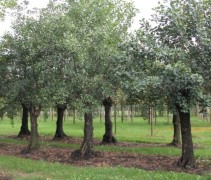 Alnus Glutinosa