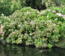 Hydrangea macrophylla 'Bouquet Rose'  uitgebloeide struiken langs de waterkant.