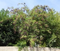 Sambucus Nigra toepassing