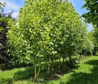 Liriodendron tulipifera 'Aureomarginatum' - Tulpenboom 'Aureomarginatum' - 1