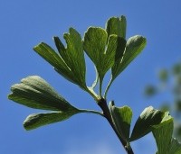 Ginkgo biloba - Japanse Notenboom - september