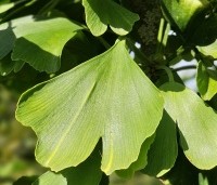 Ginkgo biloba - Japanse Notenboom - blad september