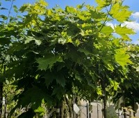 Acer platanoides 'Globosum' - Bol esdoorn 'Globosum' - 5