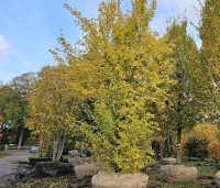 Acer campestre - Veldesdoorn - solitair struik met draadkluit.  november 2025