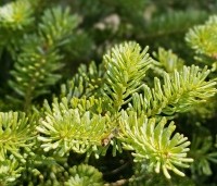 Abies koreana - Koreaspar - 3