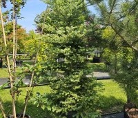 Abies koreana - Koreaspar - 2
