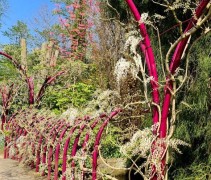 Wisteria sinensis Alba