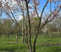 Prunus 'Accolade' - Japanse Sierkers - 4