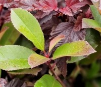 Photinia fraseri 'Red Robin'  - Glansmispel - mooie bladcombinatie met Physocarpus