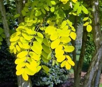 Robinia pseudoacacia 'Frisia'  - Gele acacia - 2