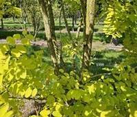 Robinia pseudoacacia 'Frisia'  - Gele acacia - 1