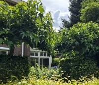 Morus alba 'Macrophylla' - Witte moerbei - 2