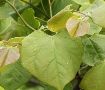 Blad cercis siliquastrum