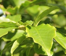Magnolia kobus bloemknop