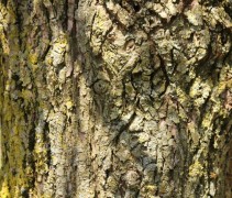 stam Salix alba