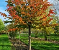 Parrotia persica - Perzisch IJzerhout - 2