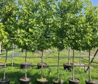Liquidambar styraciflua 'Worplesdon' - Amberboom - 1