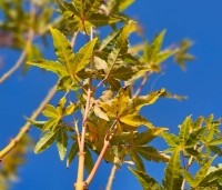 Acer palmatum ‘Bi-hoo’ - Acer palmatum ‘Bi-hoo’ - 3