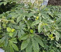 Fatsia Japonica - Groenblijvende japanse vingerplant - 2