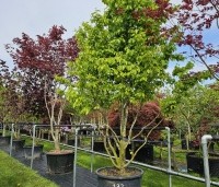 Parrotia persica 'Vanessa' - Perzisch IJzerhout - 3
