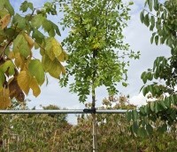 Ziziphus Jujuba - Chinese Dadel - 1
