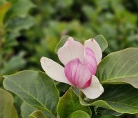Magnolia 'Satisfaction'  -  Magnolia 'Satisfaction'  - 2e bloei in augustus