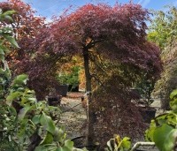 Acer palmatum 'Garnet' - Japanse esdoorn 'Garnet' - 2