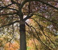 Acer palmatum 'Garnet' - Japanse esdoorn 'Garnet' - 3