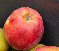Malus dom. 'Gloster' - Malus dom. 'Gloster' - 1