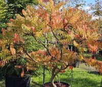 Rhus typhina 'Tiger Eyes' - Fluweelboom 'Tiger Eyes' - 1