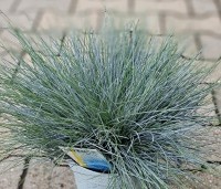 Festuca glauca 'Intense Blue' - Zwenkgras glauca 'Intense Blue' - potgekweekt