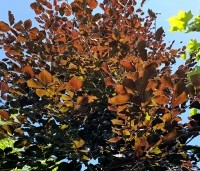 Fagus sylvatica 'Riversii' - Rode Beuk 'Riversii' - 8