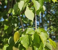 Tilia x europaea 'Pallida' - Koningslinde - leivorm nieuw blad