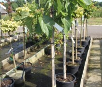 Ficus Carica