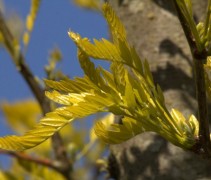 Gleditsia triacanthos ‘Sunburst’  blad detail
