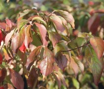 Kornoelje 'Stellar Pink', meerstammige boom in najaar