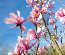 Magnolia Galaxy