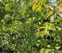 Oxydendrum arboreum - Zuurboom - 1
