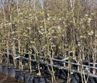 Amelanchier laevis 'Ballerina' - Krentenboompje 'Ballerina' - 4