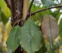 Prunus avium 'Bigarreau Burlat' - Prunus avium 'Bigarreau Burlat' - november 2024