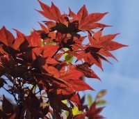 Acer palmatum 'Atropurpureum' - Japanse Esdoorn 'Atropurpureum' - 1