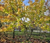 Corylus avellana 'Aurea' - Geelbladige hazelaar - 7